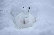 北极兔：可爱至极的雪地精灵