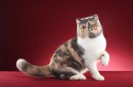 图虫人文摄影：加菲猫的日常生活