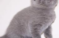 苏格兰折耳猫：一种可爱的宠物介绍