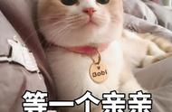 家养首选：猫界中“体味最轻”的几种猫咪，你家有吗？