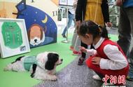 上海首次公开招募退役检疫犬领养者