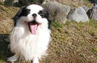 日本狆：一种酷似北京犬的神秘狗狗，你知道吗？