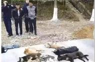 中华田园犬的消亡：宠物不爱，它们会遭受怎样的困境？