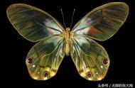 探索全球九大稀有动物：光明女神闪蝶的魅力