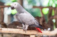 非洲灰鹦鹉：人语模仿的佼佼者，性价比之王，你了解吗？
