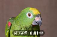 杭州小伙因养这种鹦鹉被警方抓获，警示大家切勿模仿！