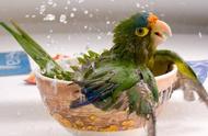 如何让你的鹦鹉爱上洗澡？4个实用技巧教你成为洗澡专家