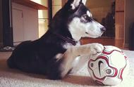 世界杯前16强狗狗亮相，西班牙的宠物竟是它！