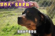 中华田园犬入选新禁养犬名单，你还敢养吗？