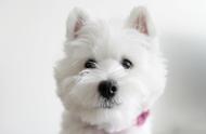 狗狗耳朵的多样性：柯基和德牧的耳朵一样可爱