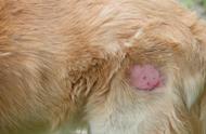 狗狗异位性皮炎：一种无法根治的慢性疾病，还会遗传给后代
