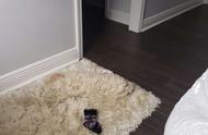 新地毯上的小白狗：主人差点踩到的“隐形”宠物