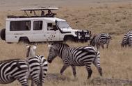 非洲狮、大象、长颈鹿：BBC纪录片的绝美动物王国