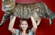 全球最大猫种的排行榜