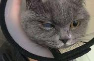 猫咪眼睛突然剧痛、分泌物增多，是角膜溃疡吗？