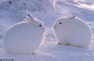 胖乎乎的北极兔，起身瞬间惊艳全场！