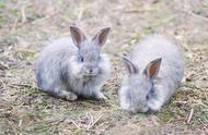 长毛兔的高效养殖：5个增加产毛量的技巧