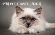 新加坡旅行指南：如何带宠物狗和猫咪出国