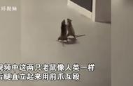 新加坡两只老鼠上演站立互殴，猫咪被吓得目瞪口呆，网友纷纷脑补搞笑剧情