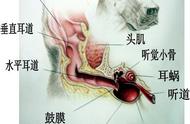 狗狗耳朵的独特构造：主人如何及时发现疾病？