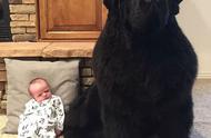 拥有一只大型纽芬兰犬，生活会有何不同？