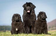 这5种巨型犬，大到主人无法抱起，却异常温顺且粘人，你敢尝试吗？