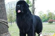 纽芬兰犬的体型：公犬平均身高71厘米