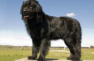 纽芬兰犬：你会被这样的大型犬种所吸引吗？