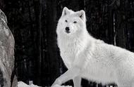 纽芬兰白狼：一种灭绝的生物