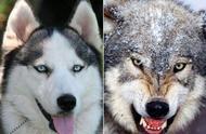 澄清误解：狼并非狗的祖先，它们只是亲戚关系
