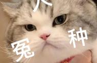 想养猫的你，这5种猫咪聪明又好养！