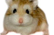 布丁仓鼠的体型有多大？体长可达7-8厘米。