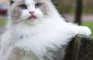 波斯猫与布偶猫：两种美颜宠物猫，你更钟情于哪一款？