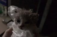垃圾堆中的意外收获：一只布偶猫的诞生