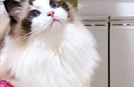 7种“臭气熏天”的猫，如果不经常洗澡，身上的味道会让人难以忍受。