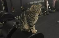 健身房里的虎斑猫：撸猫成为新的健身潮流