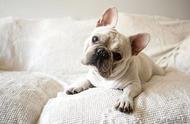 懒人沙发的最佳伴侣：十五种最懒的狗狗