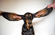 2022年吉尼斯世界纪录：耳朵最长的狗与脚最大的少女
