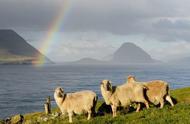 法罗群岛的羊：我的梦想生活