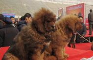 青海流浪藏獒：曾经4000万的贵族犬如今上万只