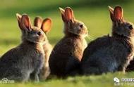 海南兔：中国特有的可爱生物