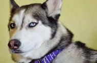 真相揭秘：哈士奇并非最狼性的犬种，日本柴犬才是