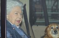 英国女皇在圣诞节前失去了心爱的宠物，只剩下最后一只狗陪伴
