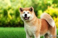 秋田犬：每天探索一种狗的魅力