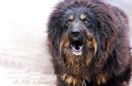 祁连山下的藏獒大军：上百只猛犬的来历与行为
