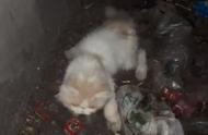 通风井中的意外惊喜：一只被误认为流浪猫的加菲猫