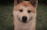 秋田犬濒临灭绝，你知道它为何被誉为日本的“国犬”吗？