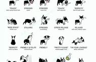 狗狗的沟通方式：解读30种狗语