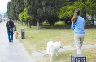 重大新闻！《赤峰市中心城区养犬管理规定》正式发布！