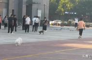 聊城市发布大型犬只禁养规定及名录